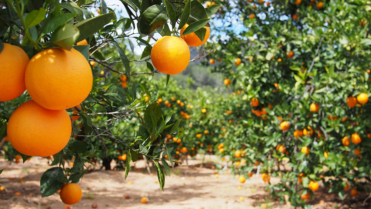 Be an Orange Tree in an Evergreen Forest