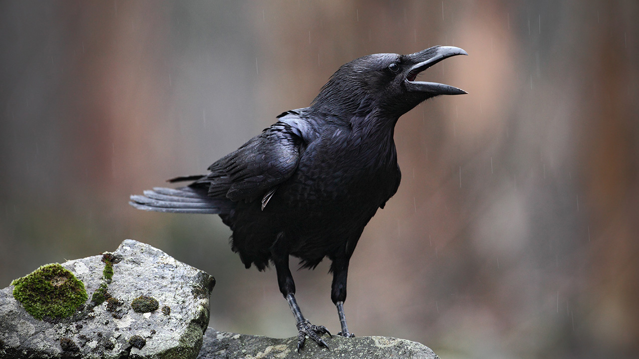 Eating Crow: The Art of the Apology